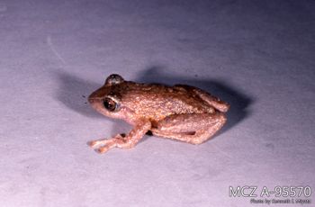 Media type: image;   Herpetology A-95570 Description: Photo of animal in life, taken in the field by Dr. Kenneth Ichiro Miyata. A slide of the photo was scanned in 2012 by Melissa Wooley.;  Aspect: lateral